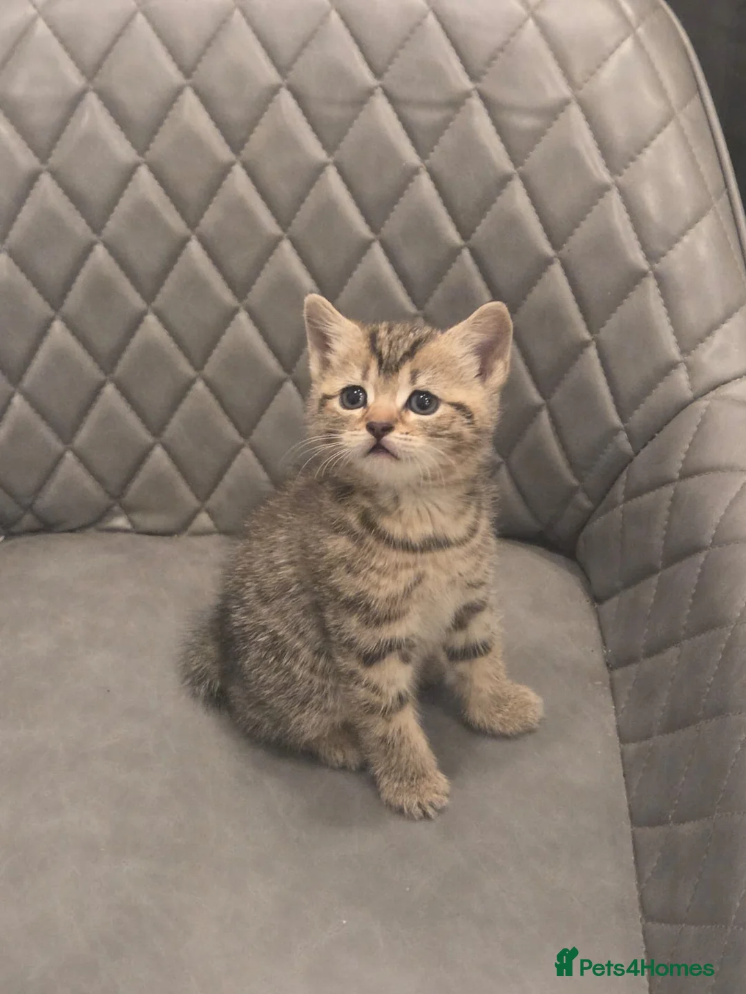 Mixed Breed cats for sale: Bengal x kitten - Advert 2