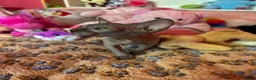 Sphynx cats for sale: Beautiful Sphynx Kittens – Ready 5th October - Advert 6