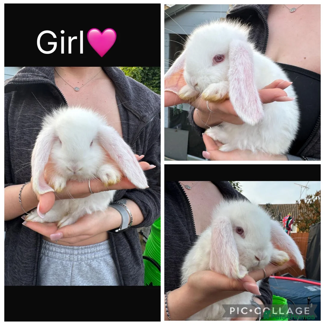 French Lop rabbits for sale: Pedigree French lop - Advert 2