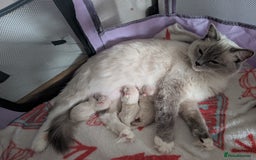 Ragdoll cats for sale: Gorgeous GCCF Registered Ragdoll Kittens Available - Image 8