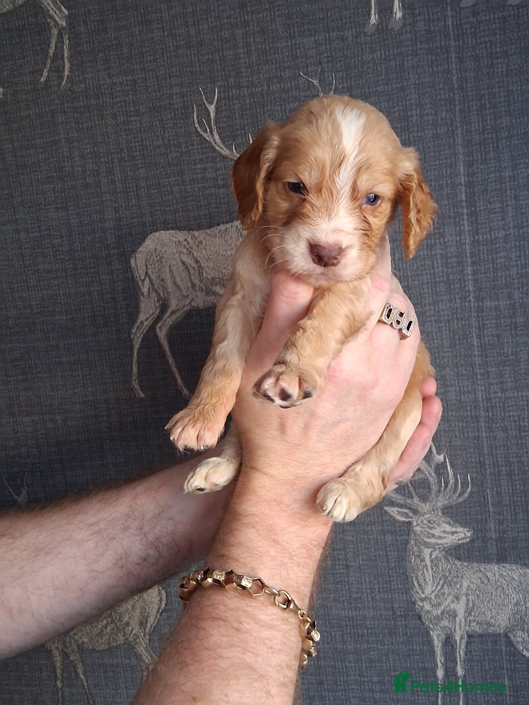 Cocker Spaniel dogs for sale: beautiful working cocker spaniels for sale - Advert 22