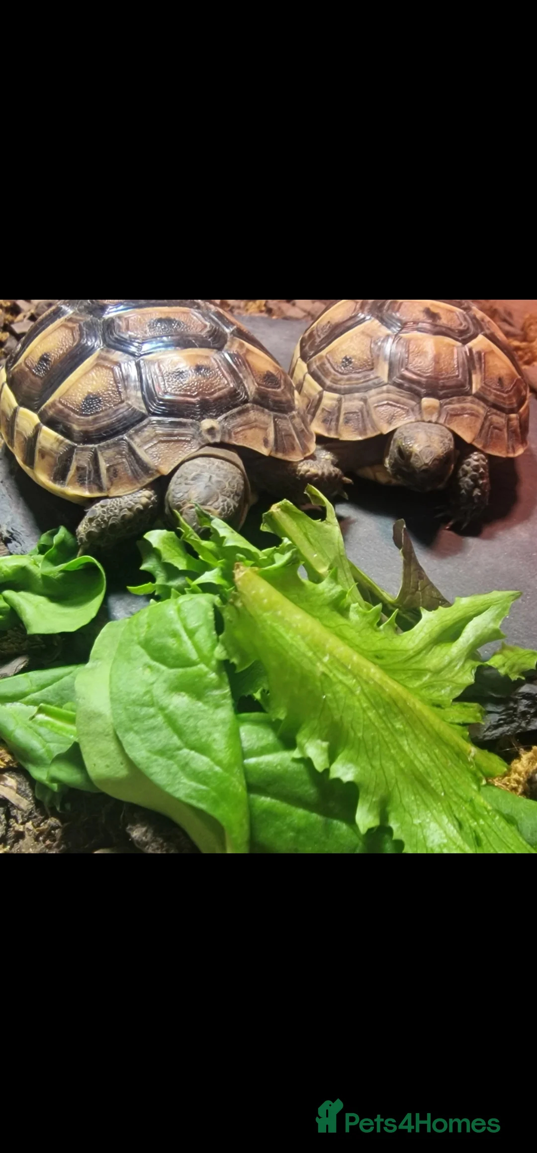 Tortoise reptiles for sale: Spur thighed tortoise  - Advert 9