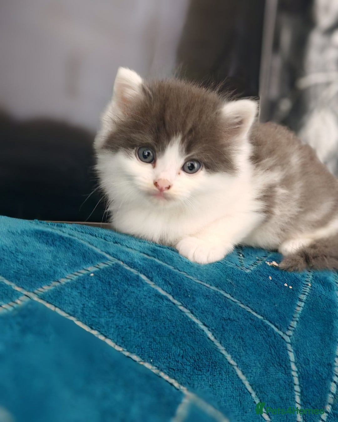 Mixed Breed cats for sale: Adorable half persian Kittens for Sale🐾 - Advert 2