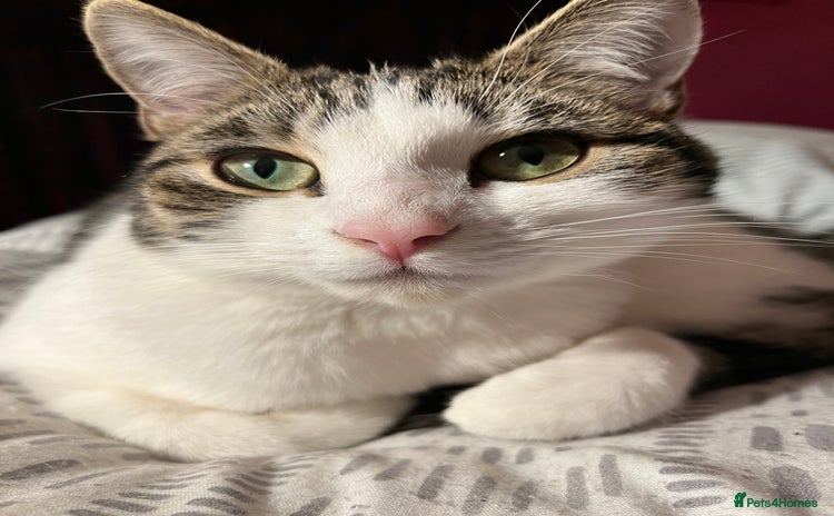 European cats - Advert 2
