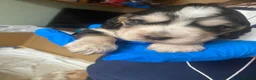 Cocker Spaniel dogs for stud: Stunning  Cocker Spaniel for stud - Advert 16