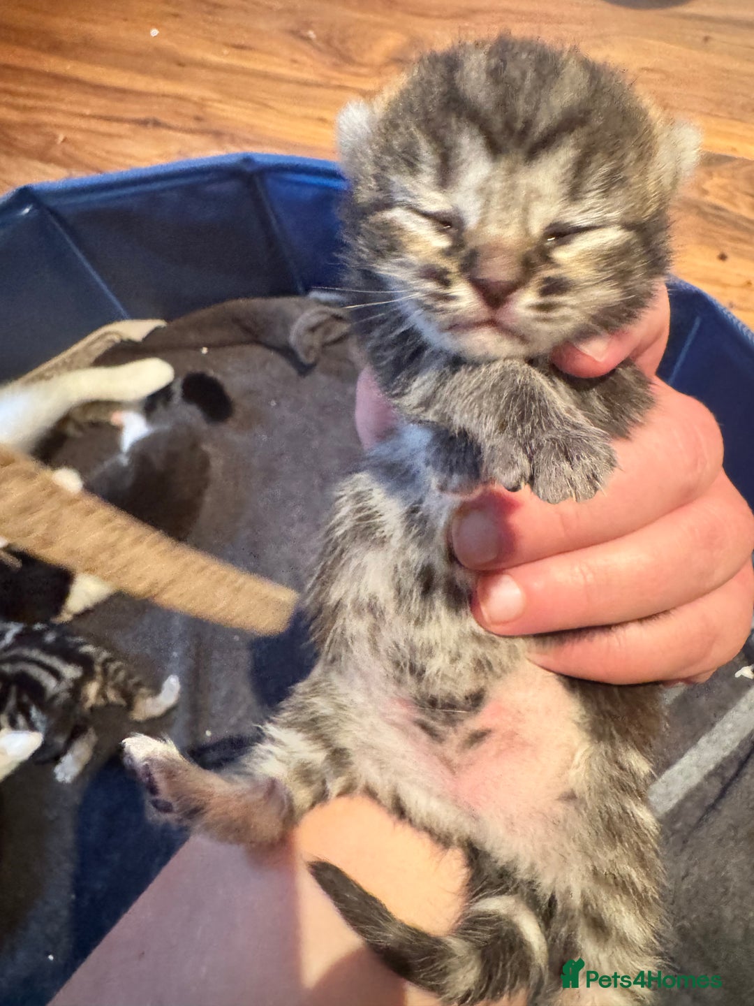 Mixed Breed cats for sale: Stunning  unique kittens  - Image 8