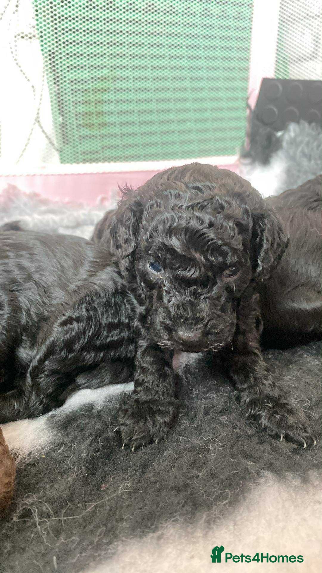 Cockapoo dogs for sale: Stunning F1b cockapoos - Image 5