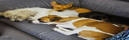 Jack Russell dogs for stud: Male JRT for stud - Advert 3