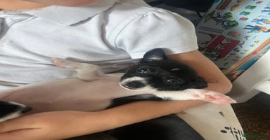 Jack Russell dogs - Advert 13