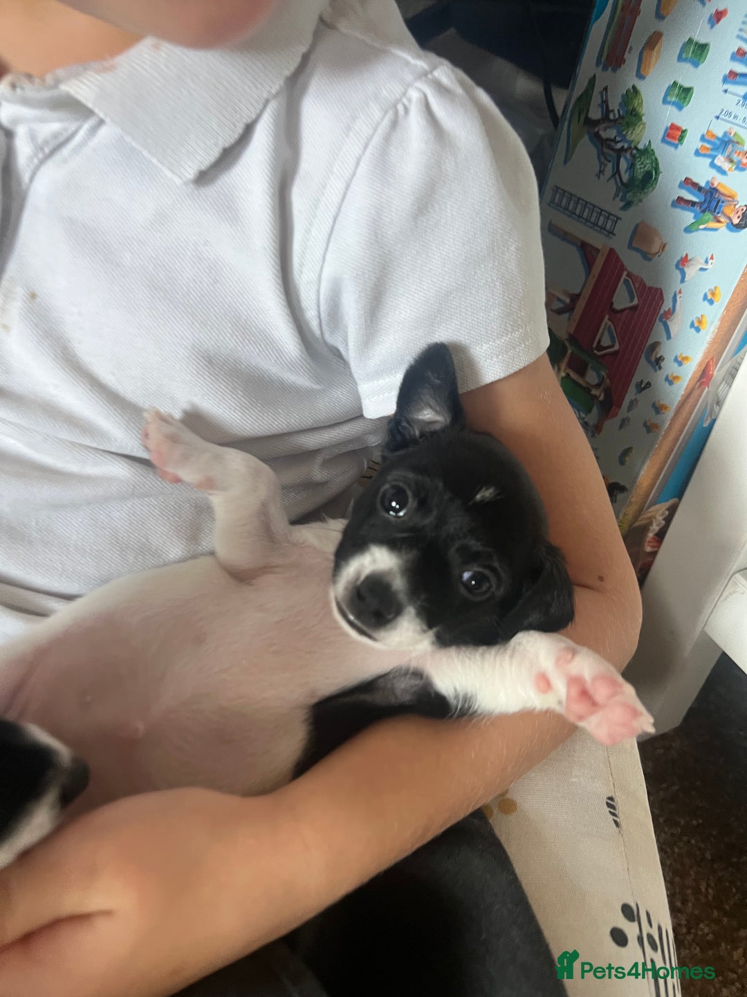 Jack Russell dogs for sale: Jack Russel puppies  - Image 21