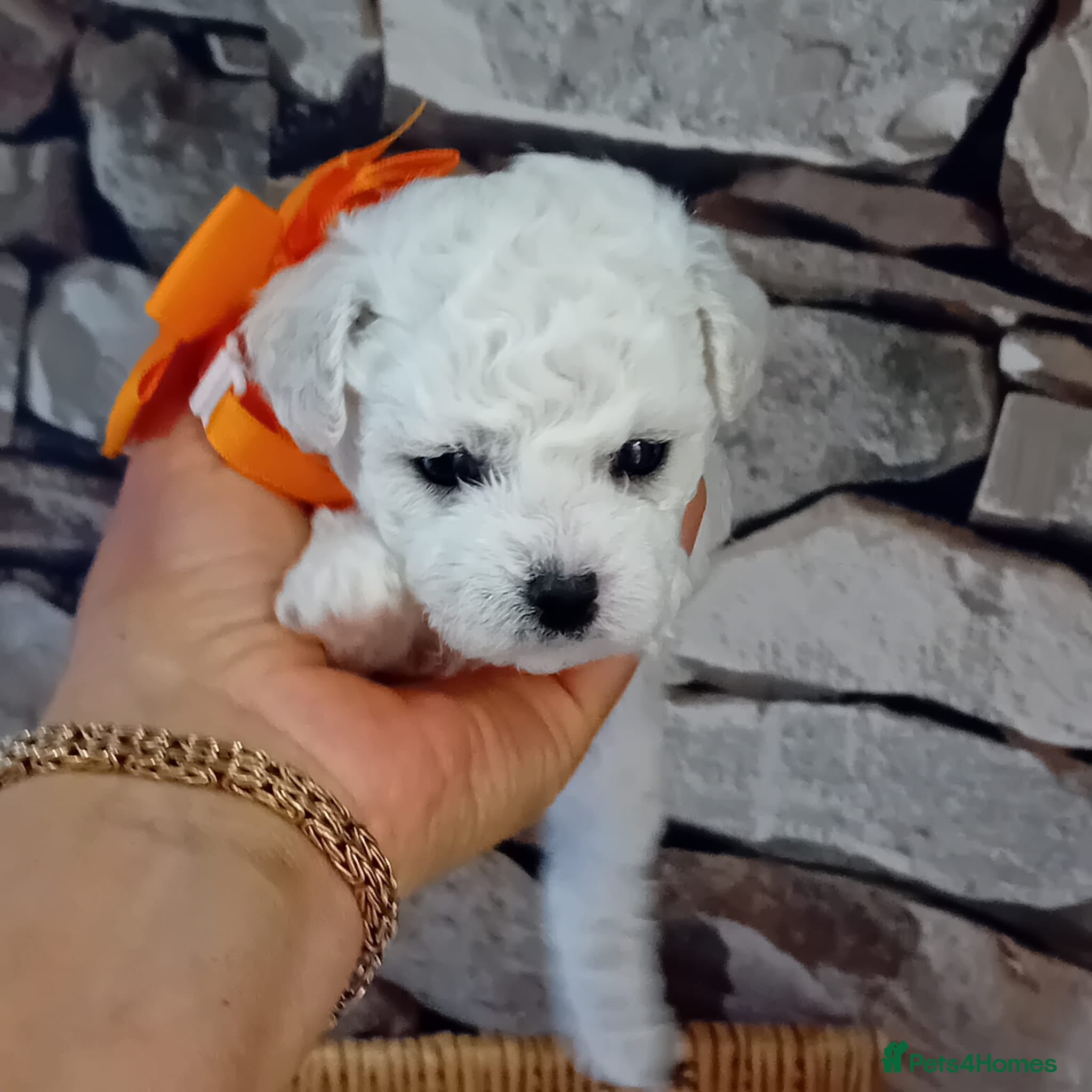 Bichon Frise dogs Bichon Frise 2 boys and 4 girls - Advert 2