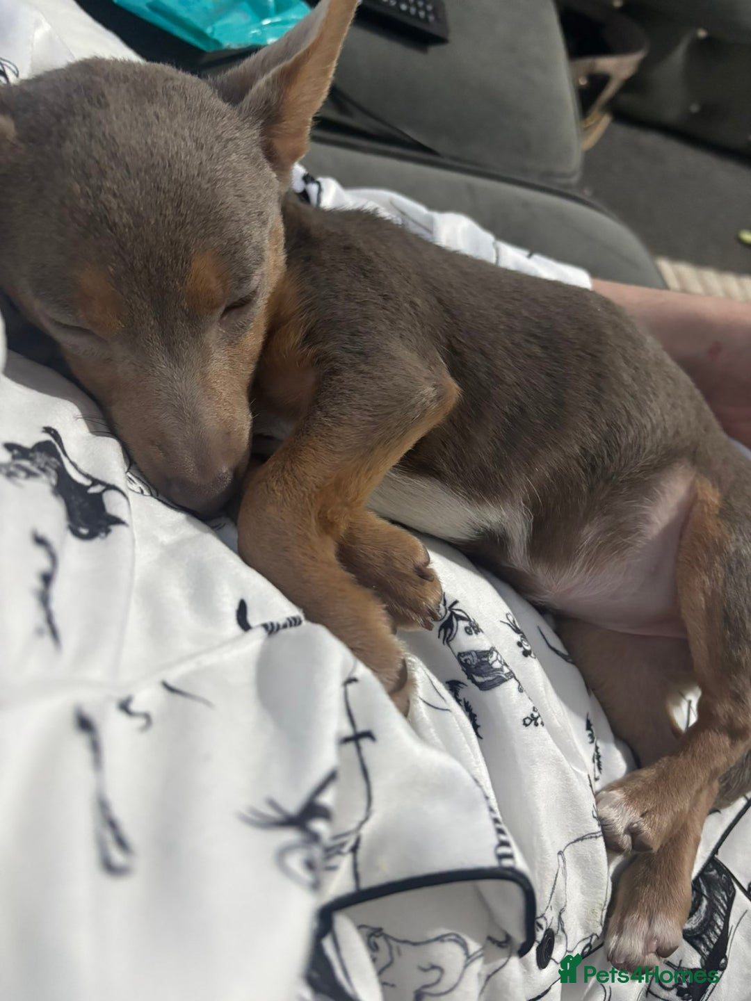 Jack Russell dogs for sale: Lilac and Tan Jack Russell - Image 2