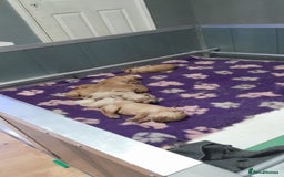 Golden Retriever dogs for sale: Amazing Golden Retrievers for sale  - Image 22