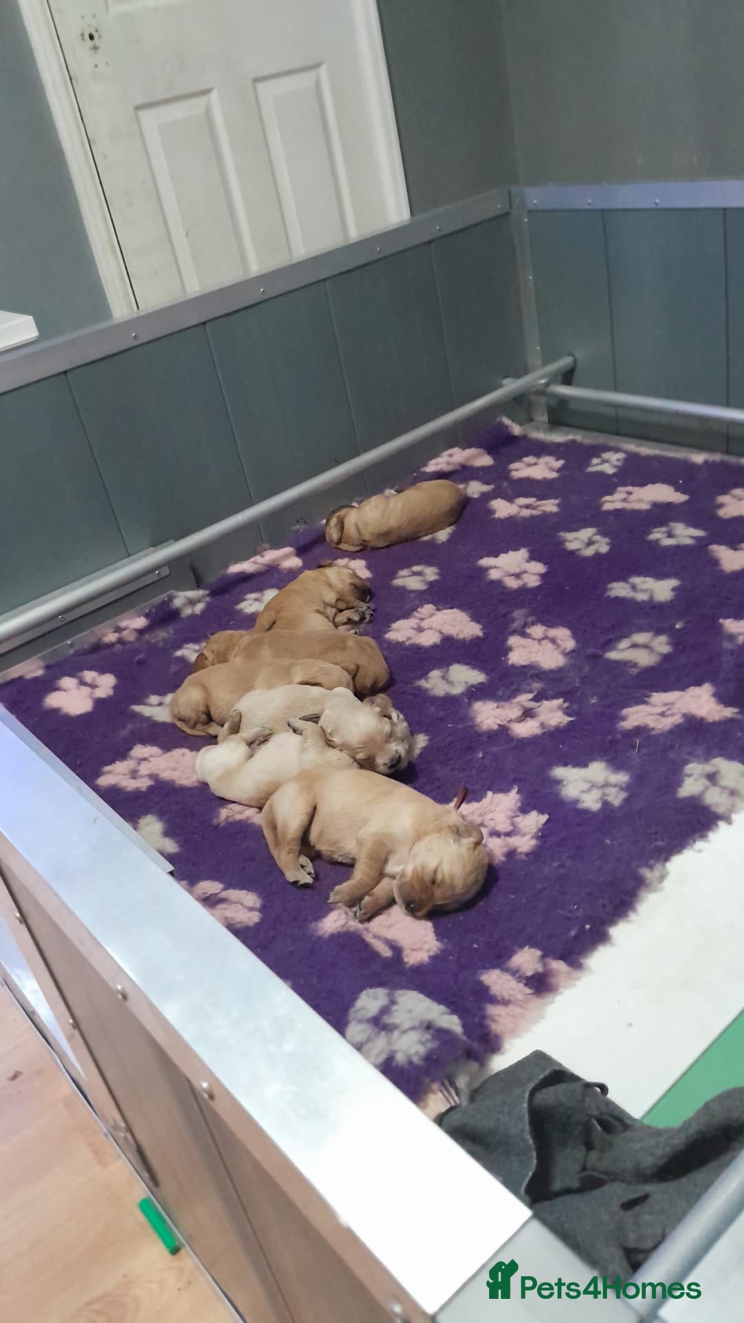 Golden Retriever dogs for sale: Amazing Golden Retrievers for sale  - Image 22