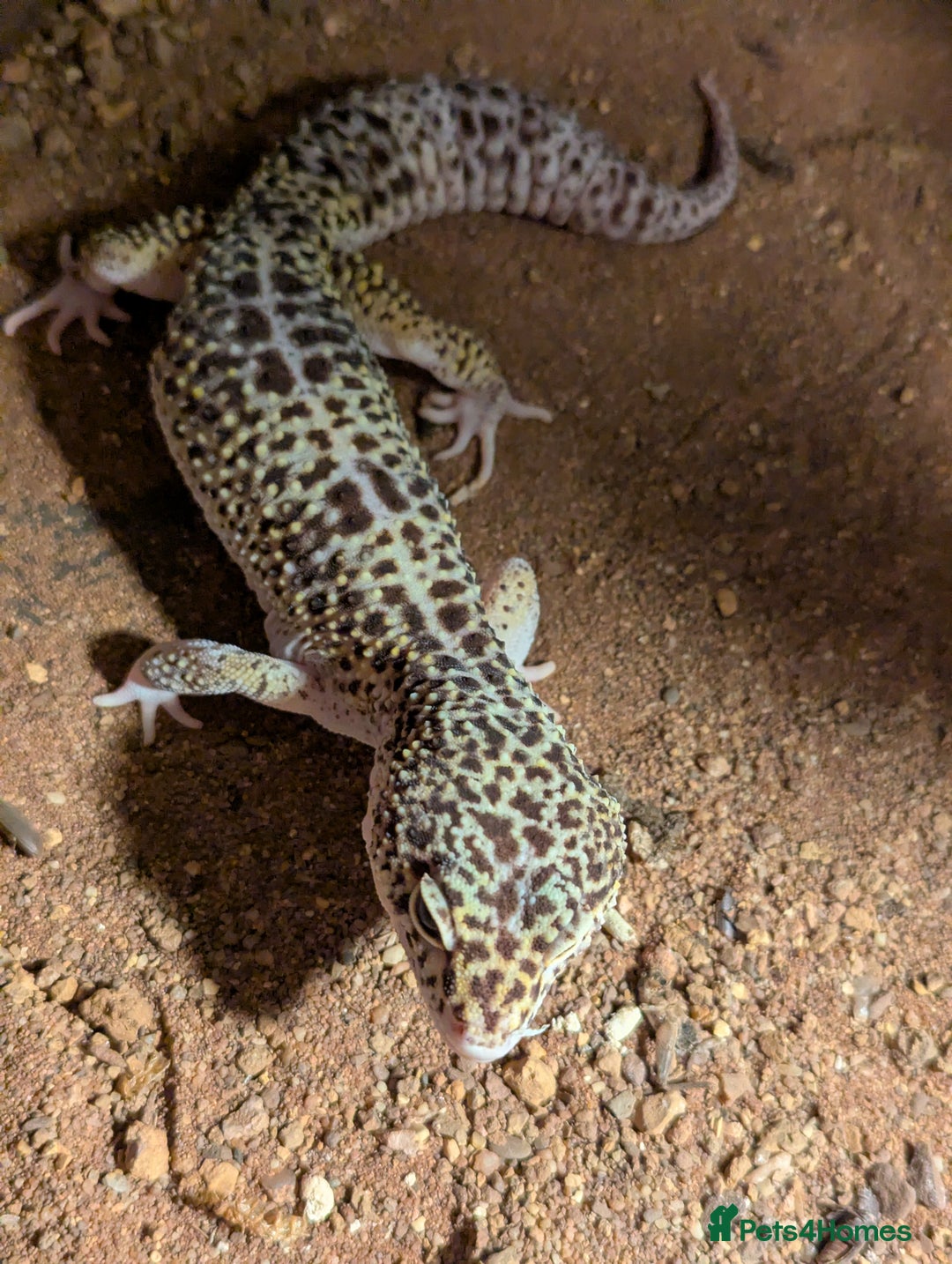 Gecko reptiles for sale: Gecko with full set up - Advert 2