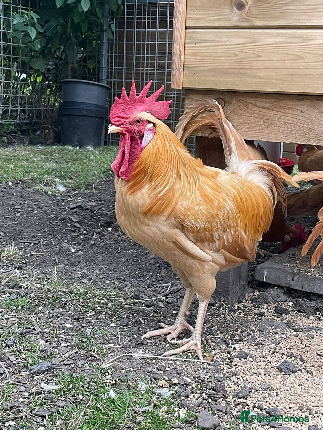 Chickens poultry for sale: Buff bantam leghorn hens and cocks - Image 3