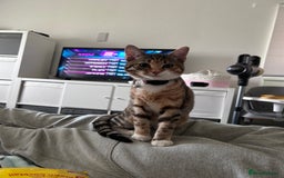 Domestic Shorthair cats for sale: Tabico Kitten - Image 5