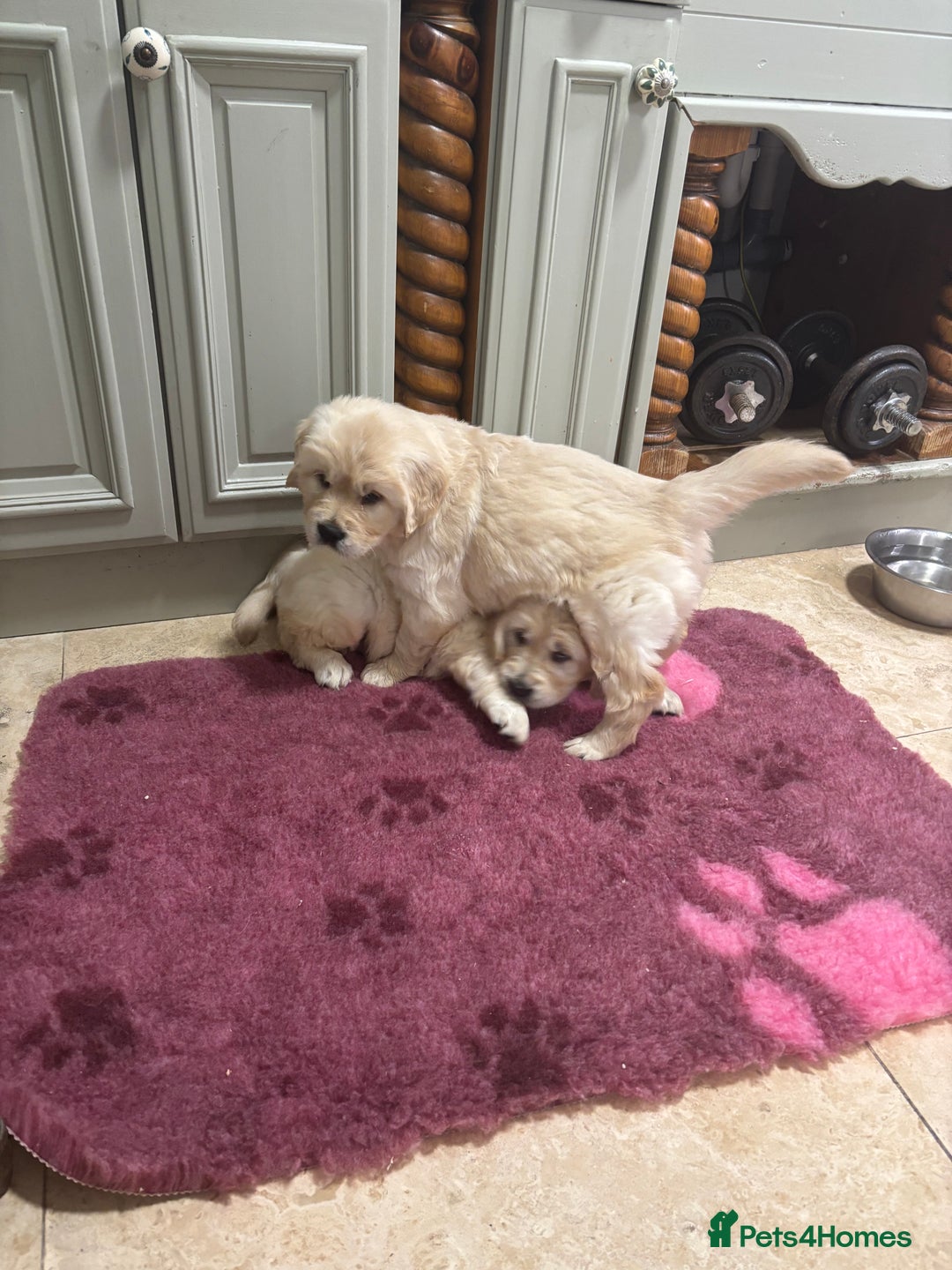 Golden Retriever dogs for sale: Golden retriever puppies  - Advert 10