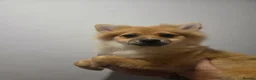 Pomeranian dogs for sale: Pomeranian puppies - Advert 2