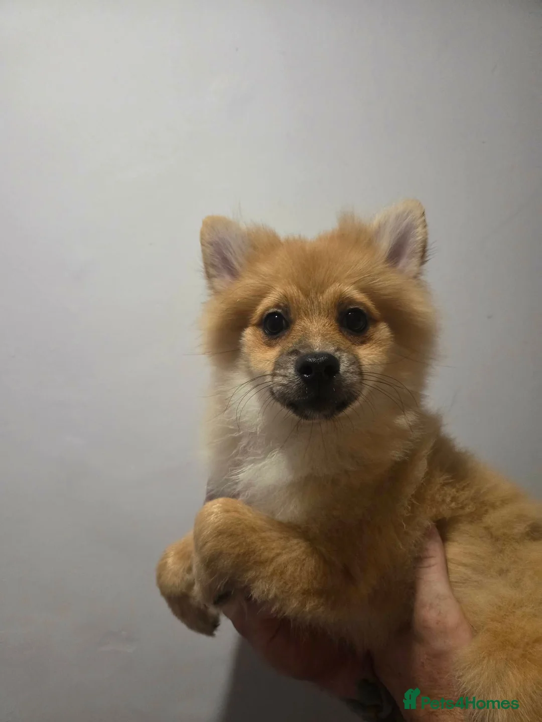 Pomeranian dogs for sale: Pomeranian puppies - Advert 2