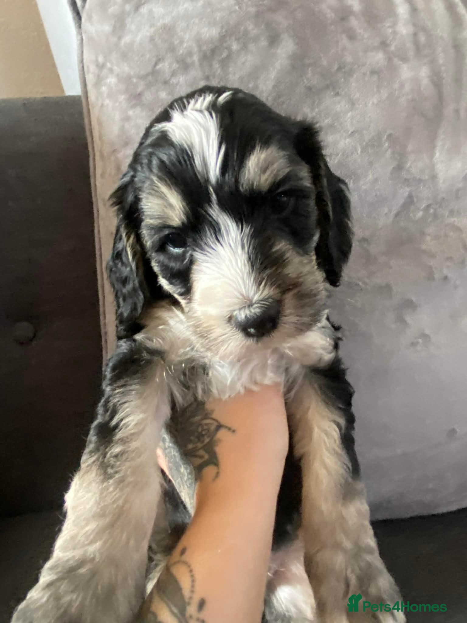 Sproodle dogs 3 boy sproodles ready next week! 💙 - Advert 16