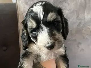 Sproodle dogs 3 boy sproodles ready next week! 💙 - Advert 16