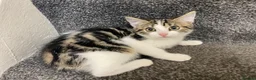 Domestic Shorthair cats for sale: 3 Adorable Little Kittens - Advert 2