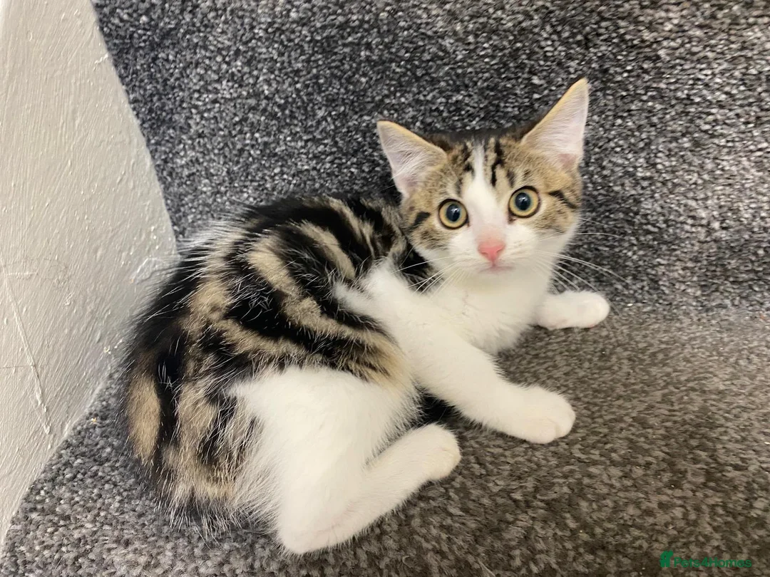 Domestic Shorthair cats for sale: 3 Adorable Little Kittens - Advert 2