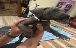 Cane Corso dogs for sale: Pure Pedigree Cane Corso Puppies - Image 8