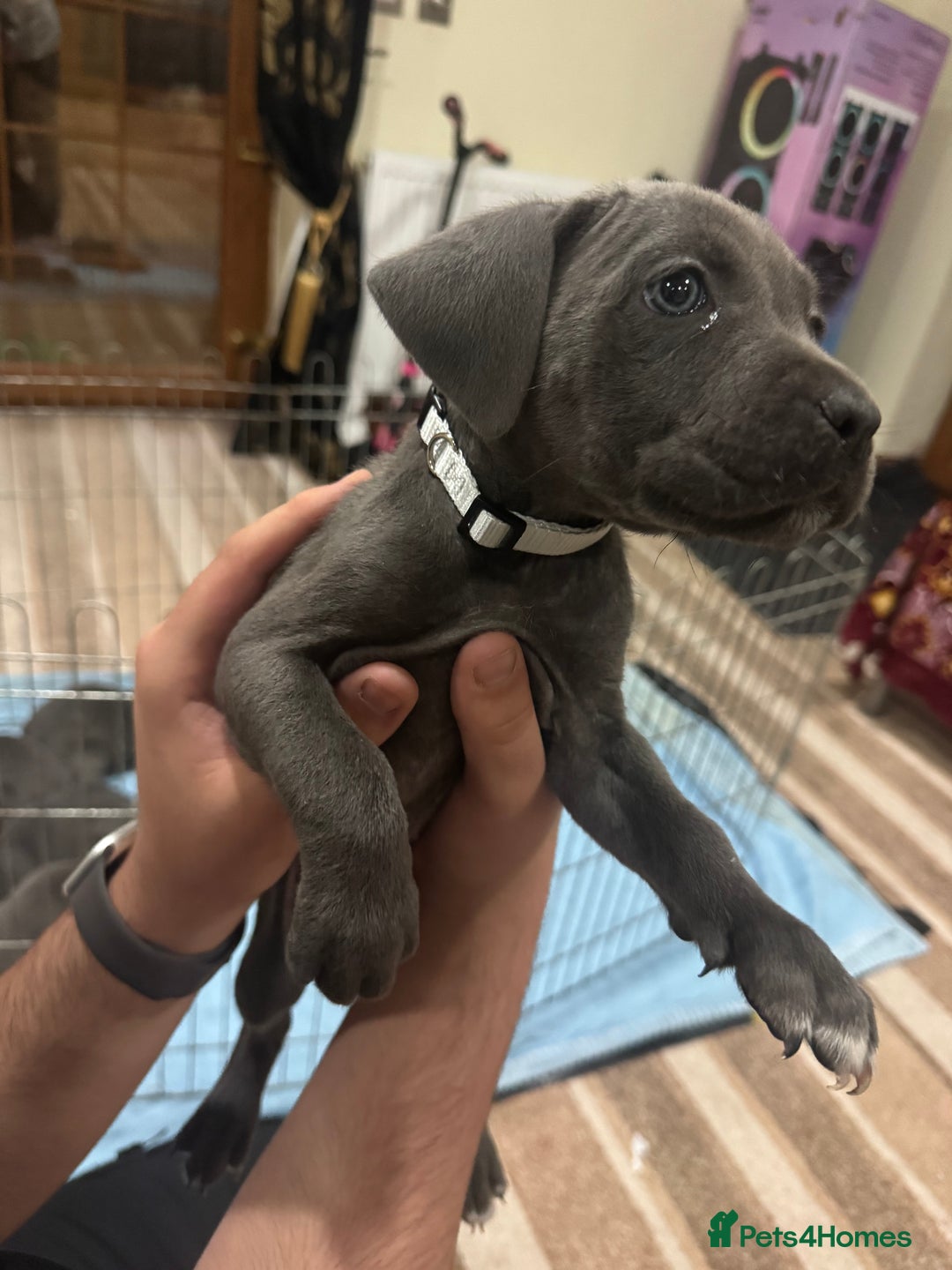 Cane Corso dogs for sale: Pure Pedigree Cane Corso Puppies - Image 8