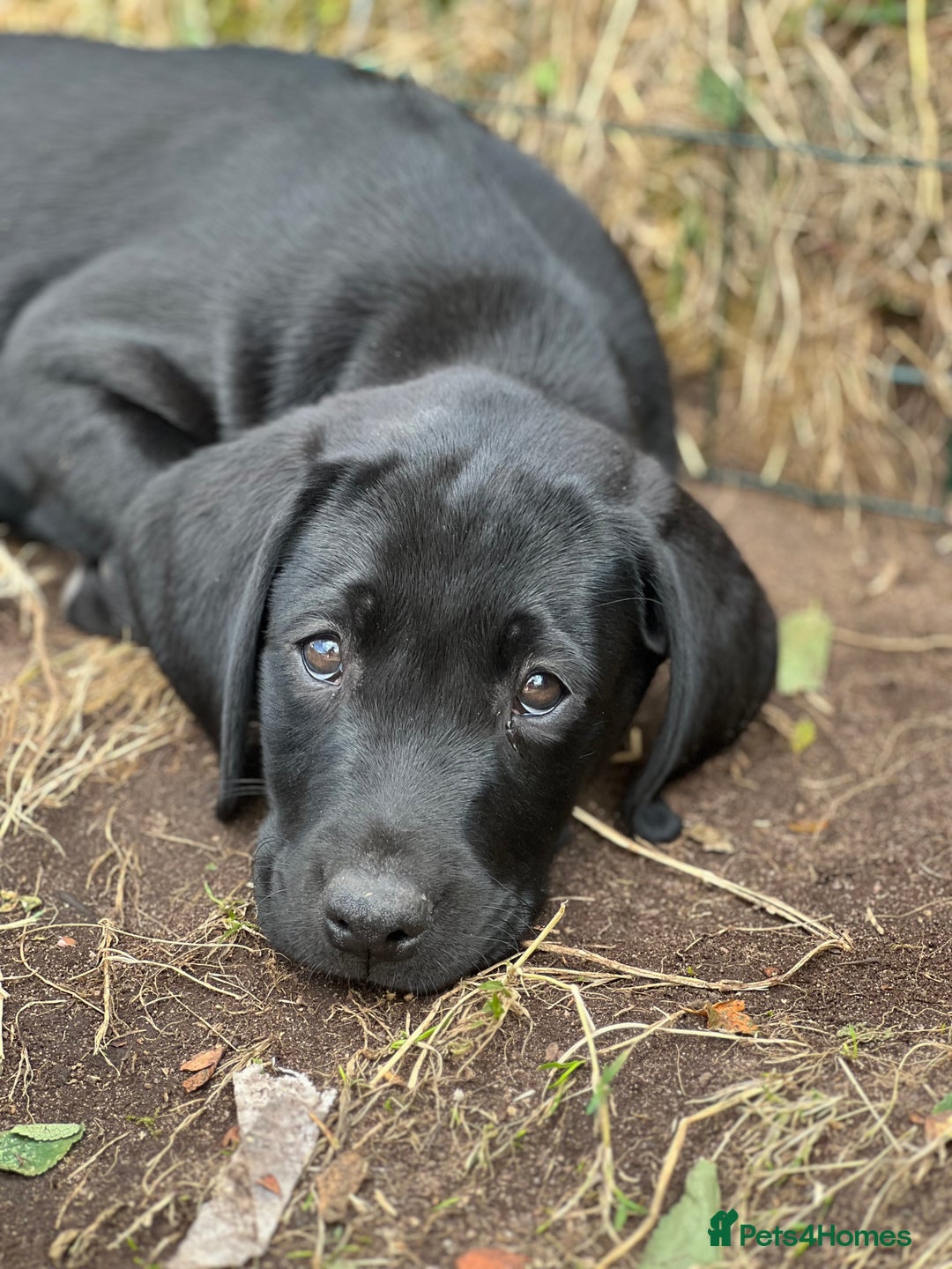 Labrador Retriever dogs for sale: 🐾Ready Now🐾Black Male FTCH Pedigree Forward Pups - Image 19