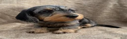 Dachshund dogs for sale: Miniature wire haired dachshunds 🐶 - Advert 1