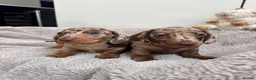 Miniature Dachshund dogs for sale: Miniature dachshund  - Advert 10