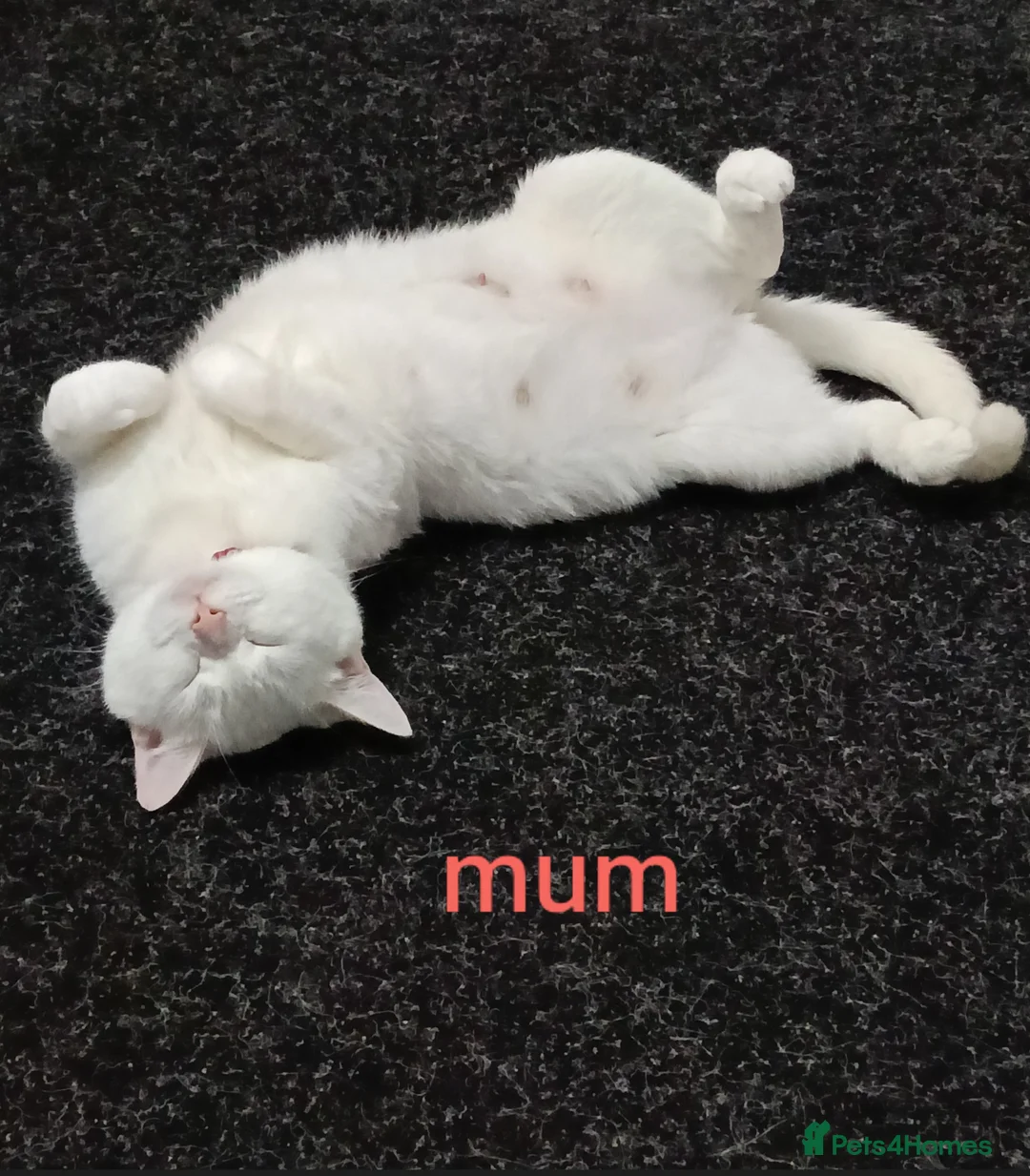 Domestic Shorthair cats for sale: Ds white kitten in Edinburgh - Advert 2