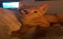 Mixed Breed cats for sale: Last All Ginger girl kitten - Advert 4