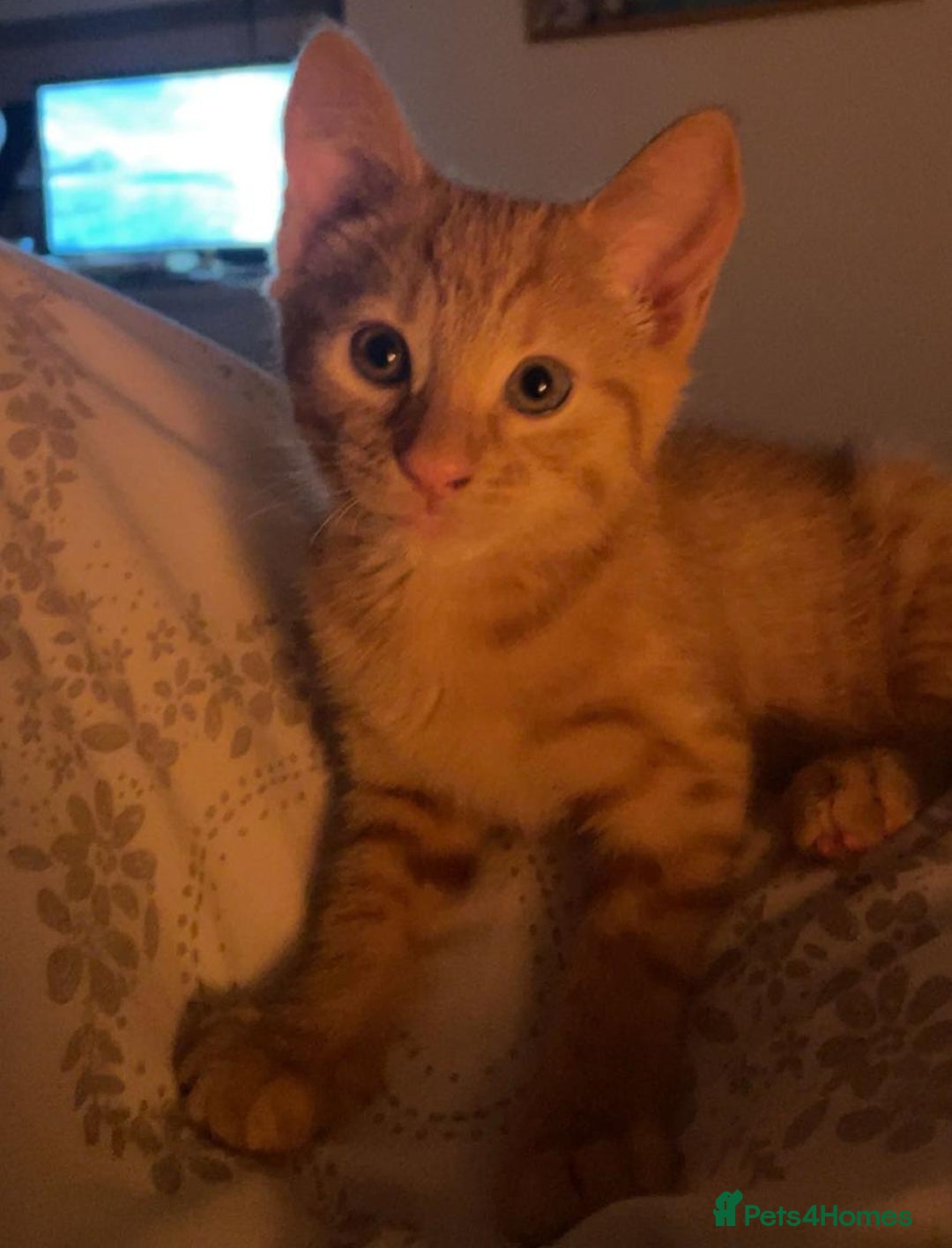 Mixed Breed cats for sale: Last All Ginger girl kitten - Advert 4