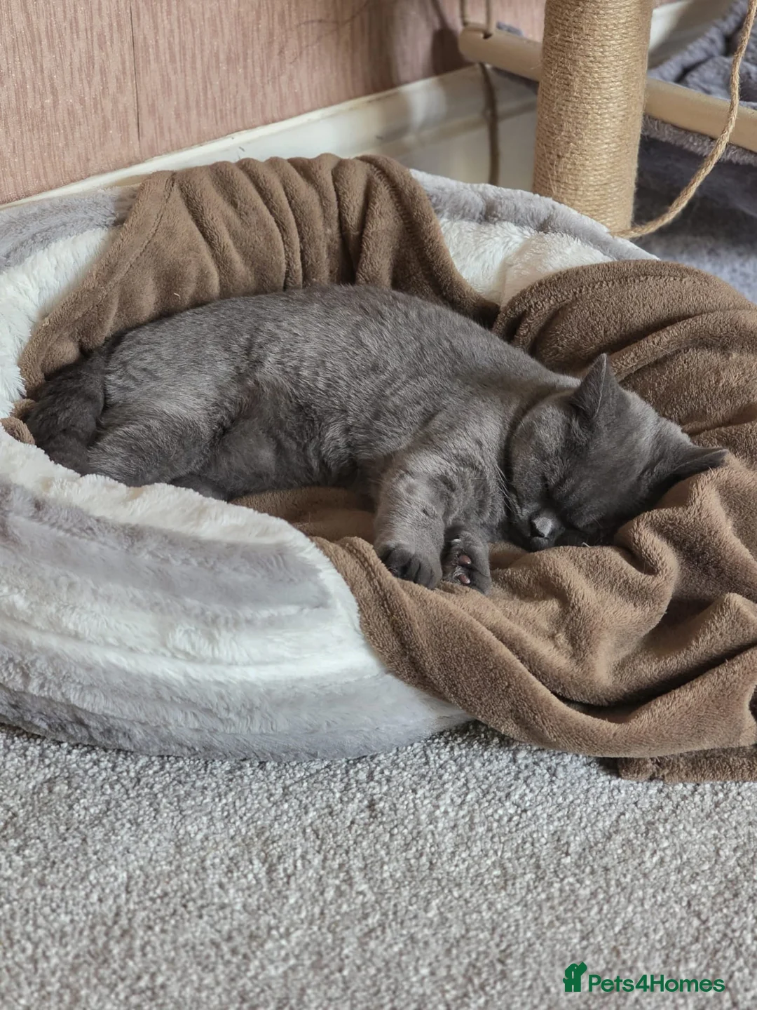 British Shorthair cats for sale: British Shorthair - Advert 4