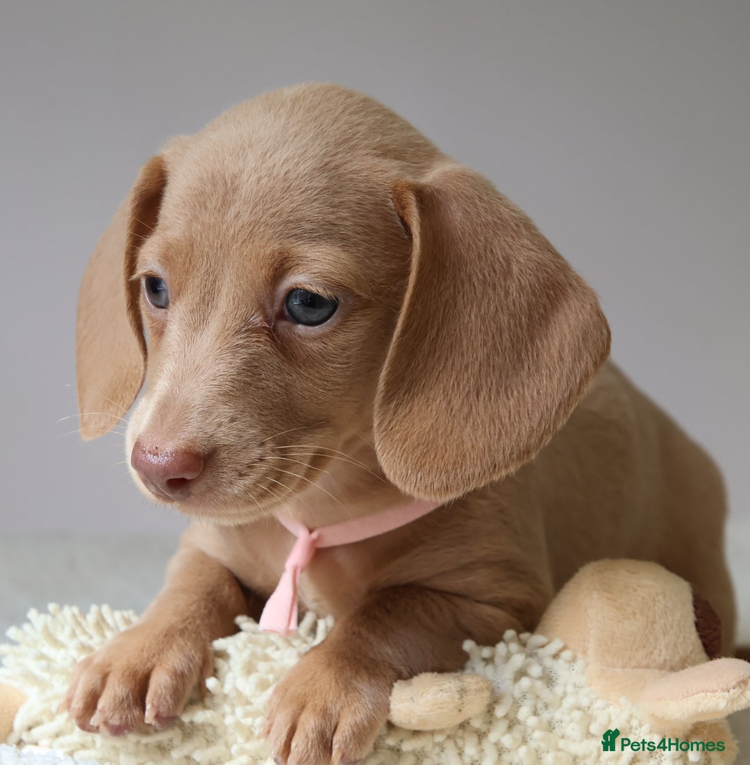 Miniature Dachshund dogs for sale: 🌟5StarsLicense+Holistic+KC+VetCheck+PRAClear - Image 12