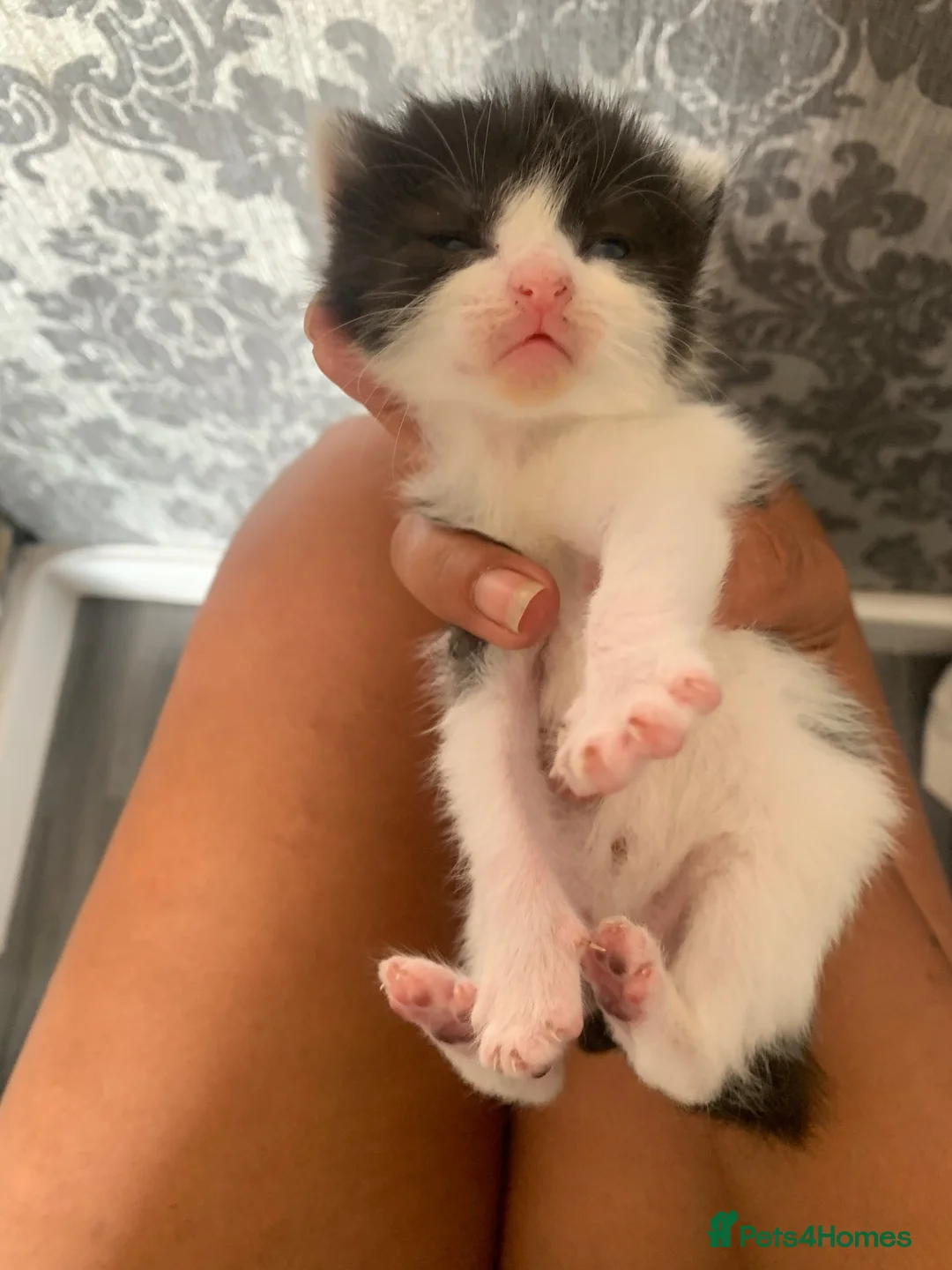 Mixed Breed cats for sale: Mixed Russian blue  in Cardiff - Advert 2