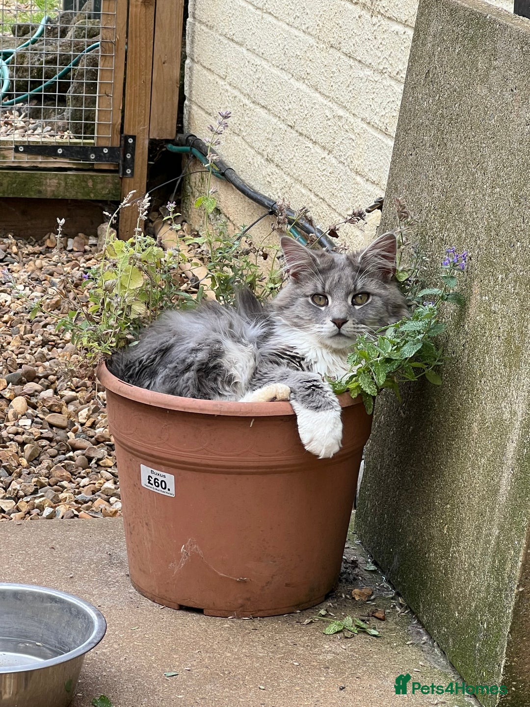 Maine Coon cats for sale: Maine coon mother and son  - Image 11