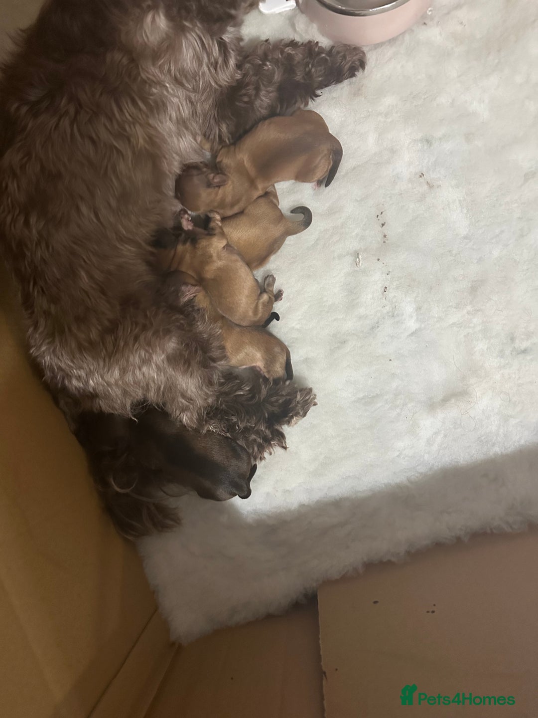 Havanese dogs for sale: Havanese planned, health tested bloodlines    - Image 3