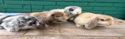 Mini Lop rabbits for sale: Beautiful mini lops - Advert 2