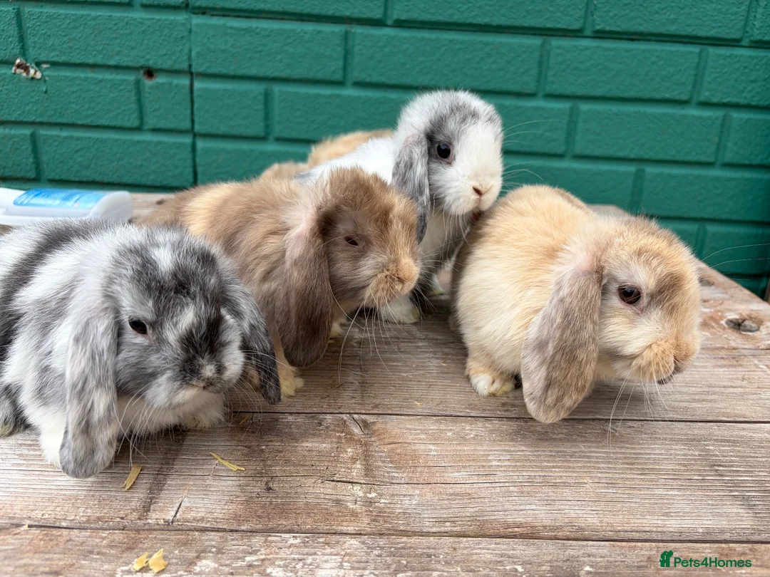 Mini Lop rabbits for sale: Beautiful mini lops - Advert 2