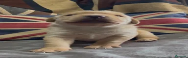 Moss 