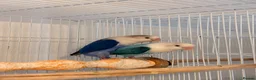 Lovebirds birds for sale: Lovebirds pairs, males and more for rehoming  in Sevenoaks - Advert 3