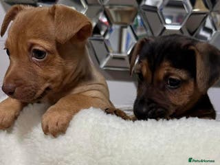 Jack Russell dogs Jack Russell puppies - Advert 11