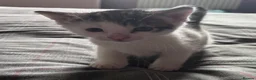 Mixed Breed cats for sale: Kittens beautiful mixed breed 🐈🐈‍⬛🐈🐈 - Advert 14