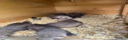 Ferret rodents for sale: Ferret kits  - Advert 4