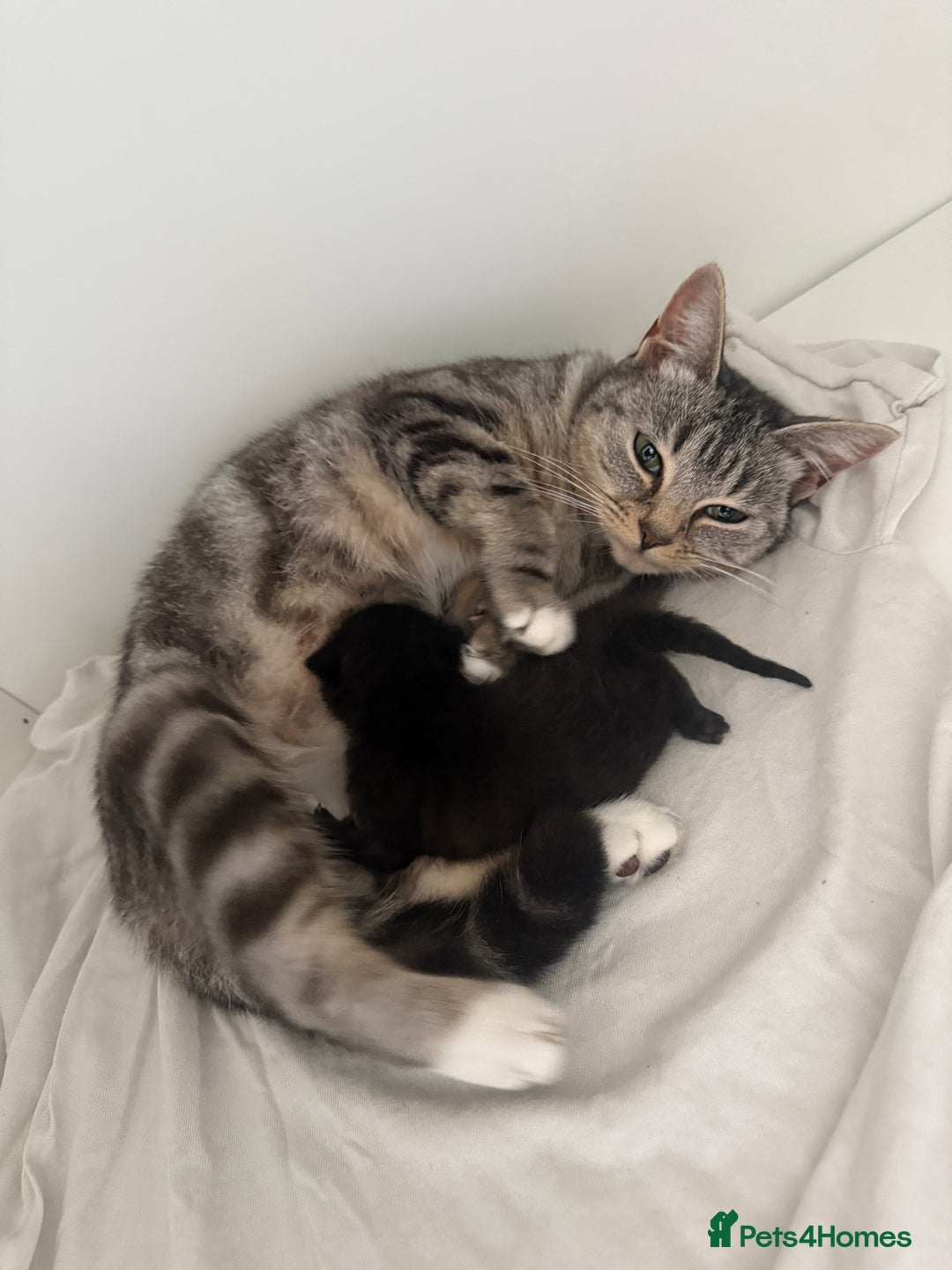 Mixed Breed cats for sale: 2 male kittens - Advert 7