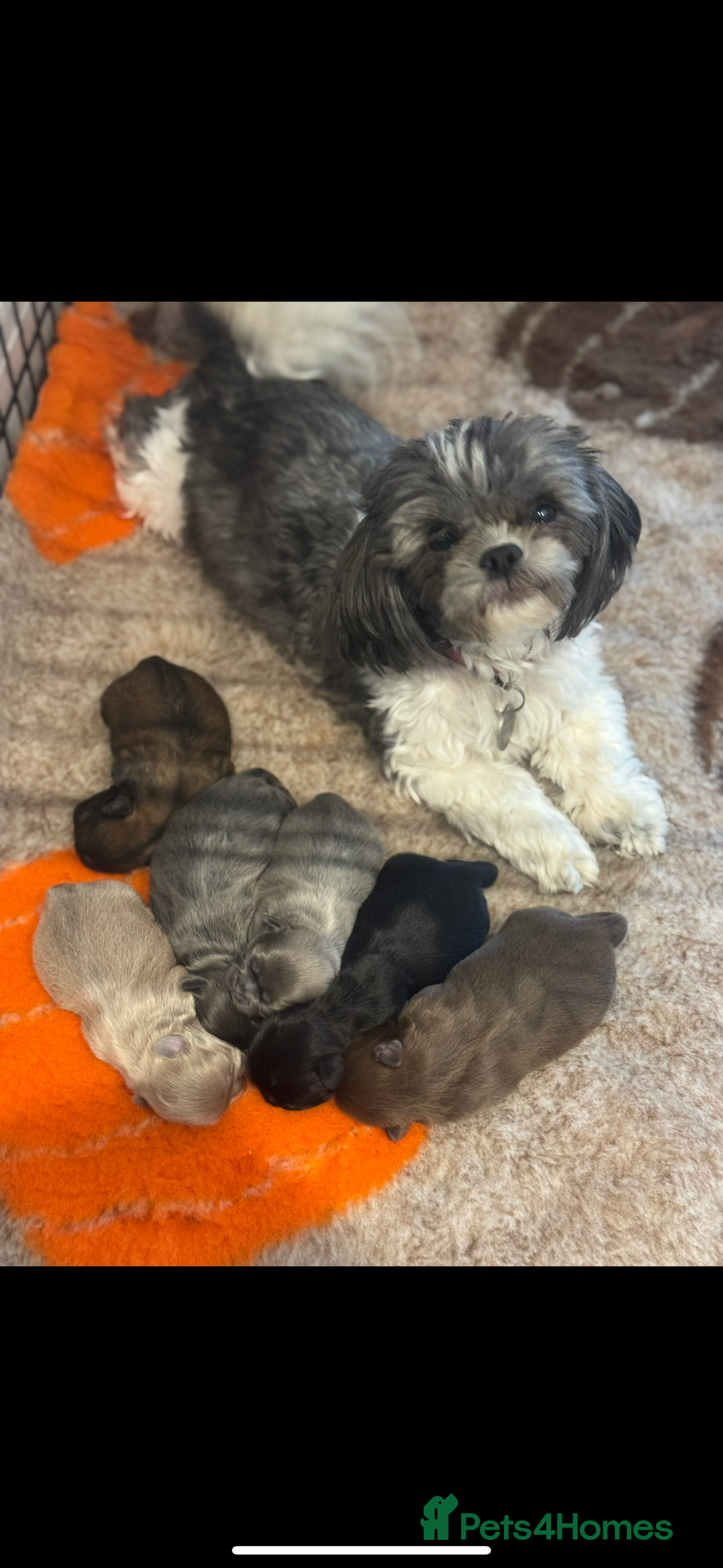 Shih Tzu dogs for sale: Saving the best until last  - Advert 1